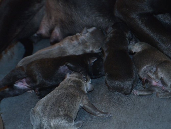 du domaine des Alunts - les chiots sont nés !