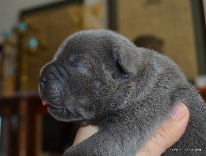 du domaine des Alunts - chiots de french kiss