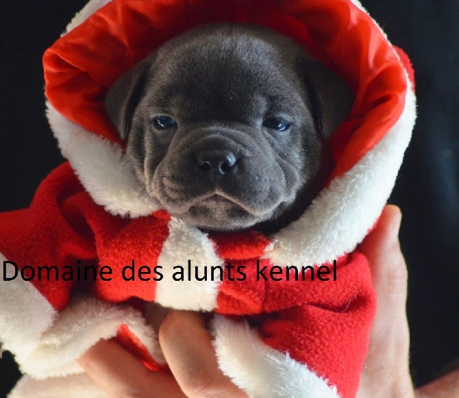 du domaine des Alunts - les chiots d un mois !sublissimes........