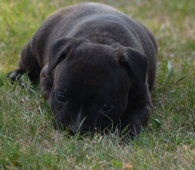 du domaine des Alunts - chiots de sweety !