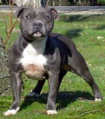 Mein staffi Babyaga