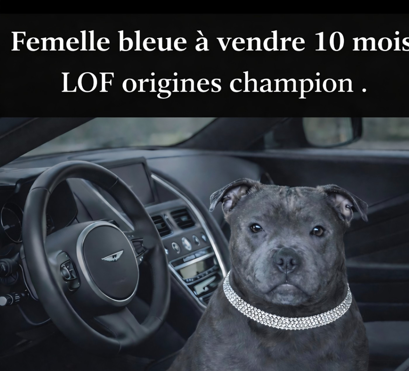 A vendre femelle lof de 10 mois