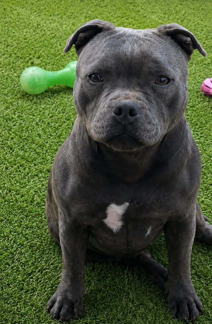 A vendre Femelle staffy bleu origine champion 13 mois