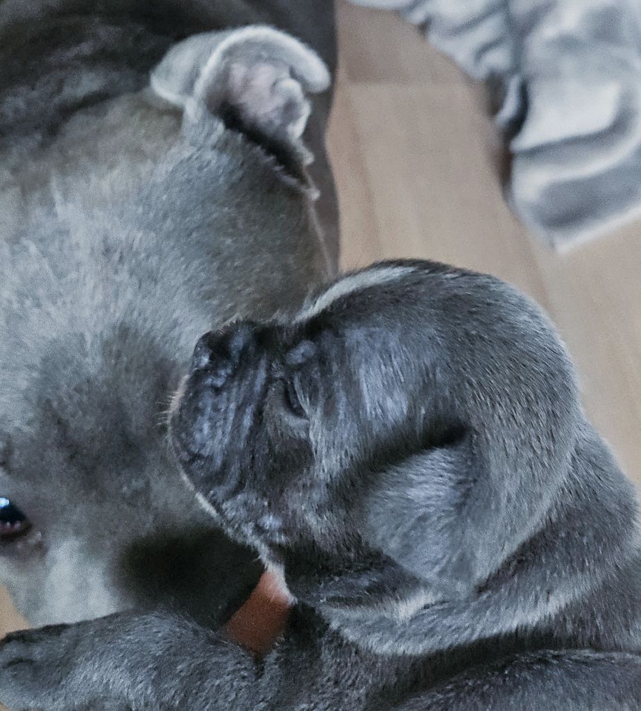  Chiots femelles disponibles sur une portée unique au domaine 