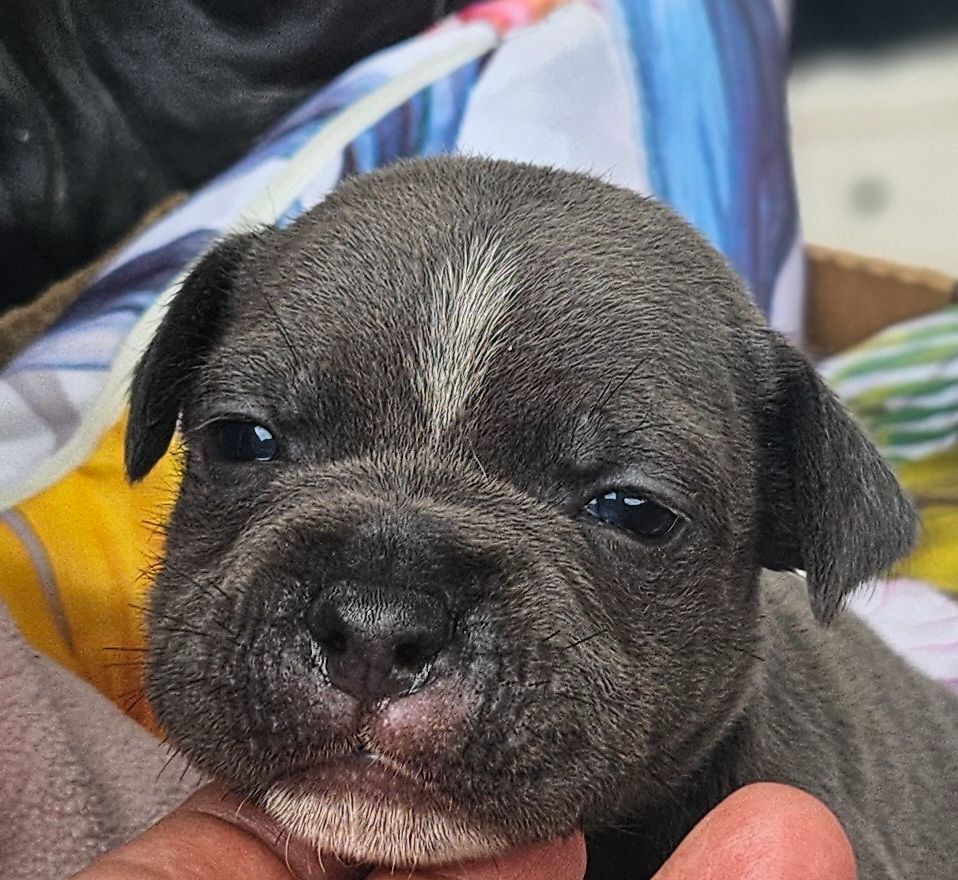 du domaine des Alunts -  Chiots femelles disponibles au domaine 