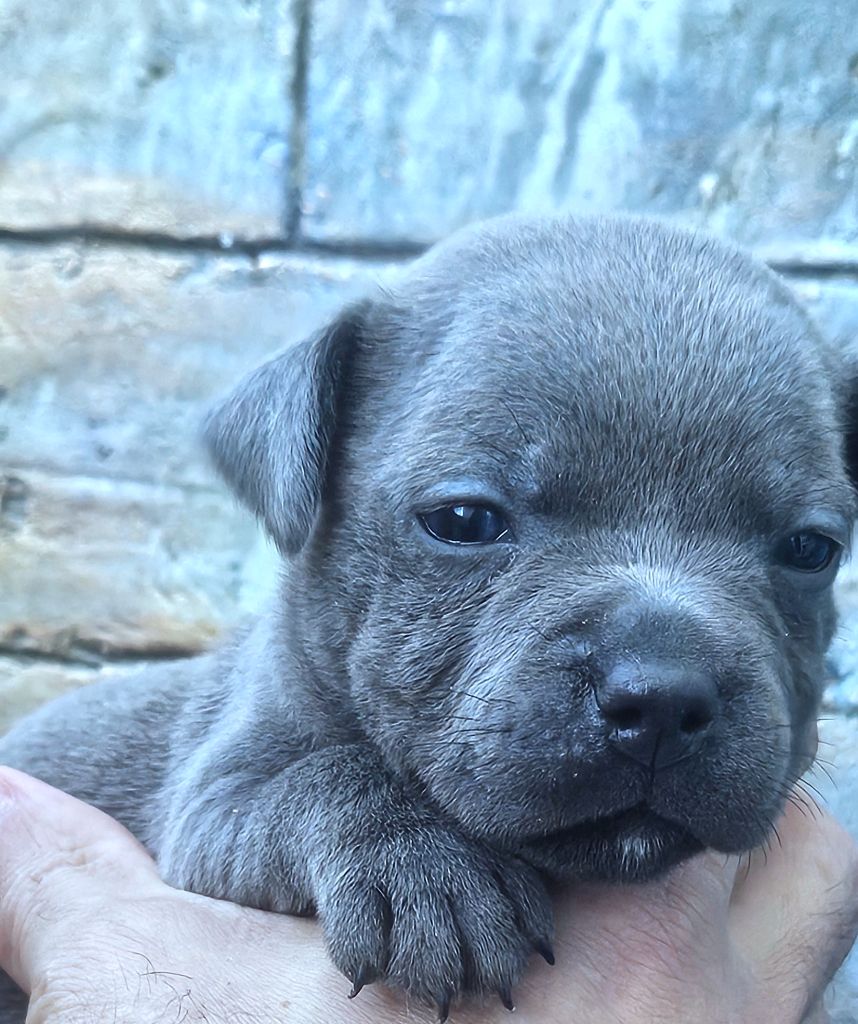 du domaine des Alunts - Chiots disponibles - Staffordshire Bull Terrier