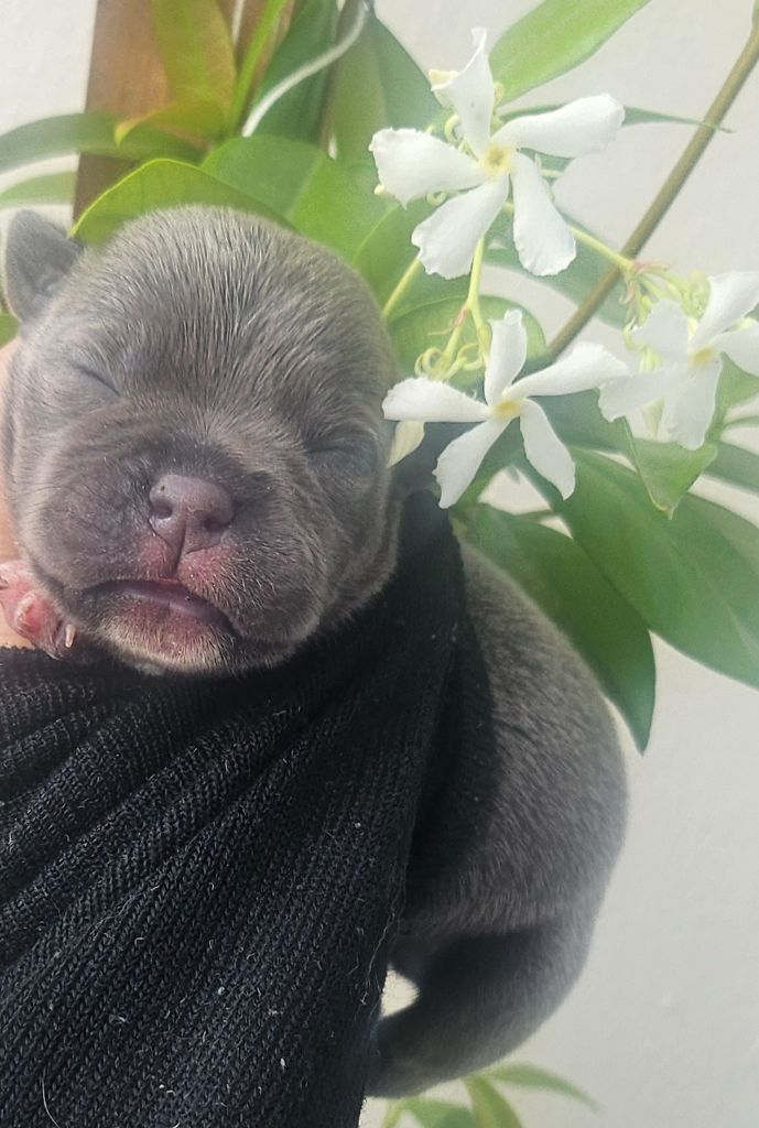du domaine des Alunts - Chiots disponibles - Staffordshire Bull Terrier