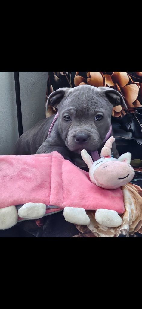 Chiot Staffordshire Bull Terrier du domaine des Alunts