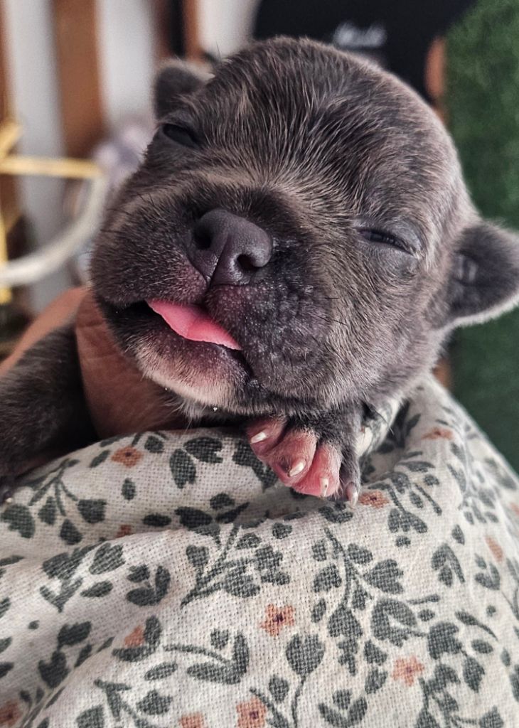 du domaine des Alunts - Chiots disponibles - Staffordshire Bull Terrier