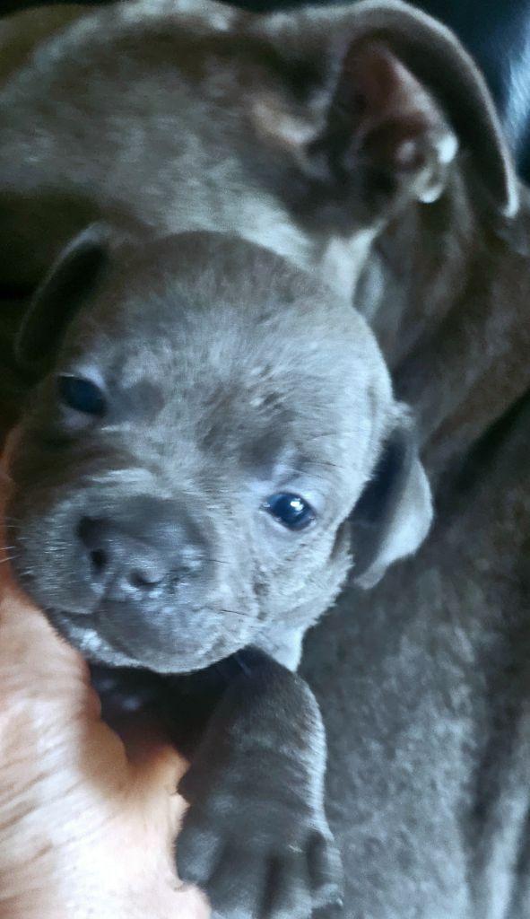 du domaine des Alunts - Chiots disponibles - Staffordshire Bull Terrier