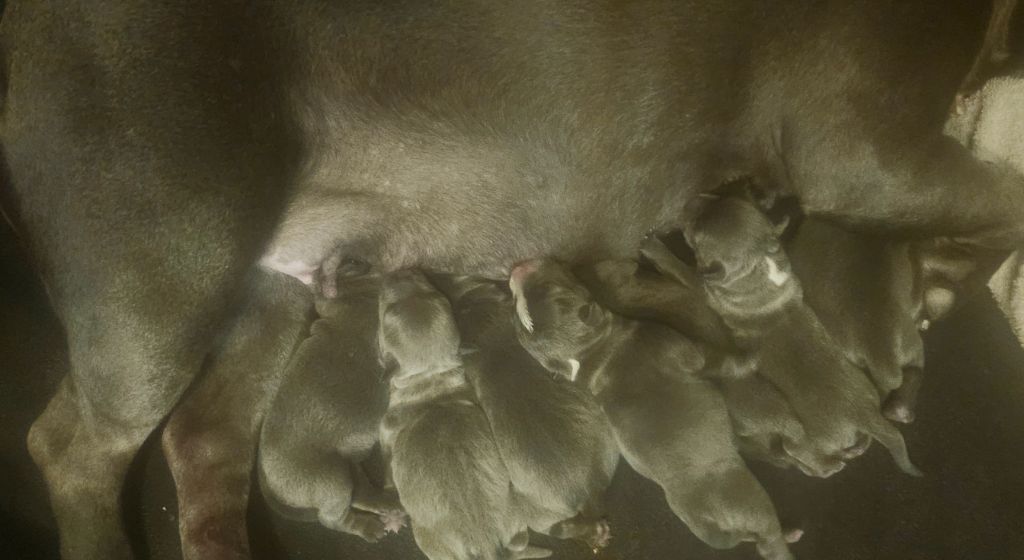 Chiot Staffordshire Bull Terrier du domaine des Alunts