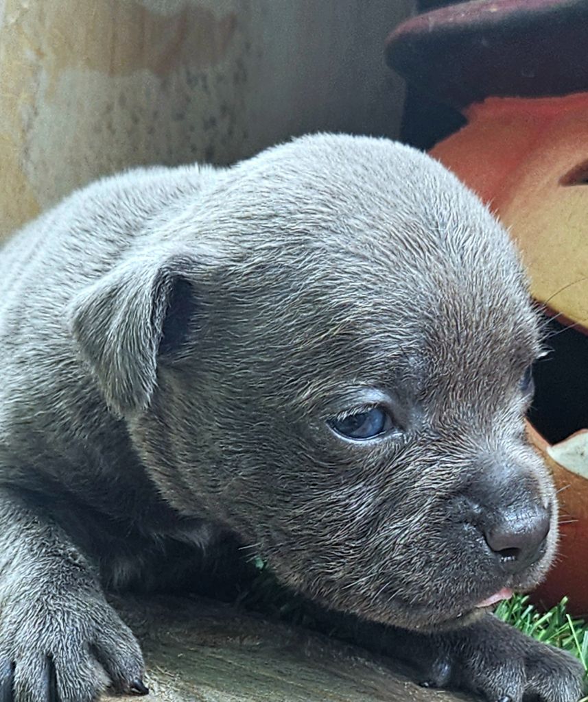 du domaine des Alunts - Chiots disponibles - Staffordshire Bull Terrier