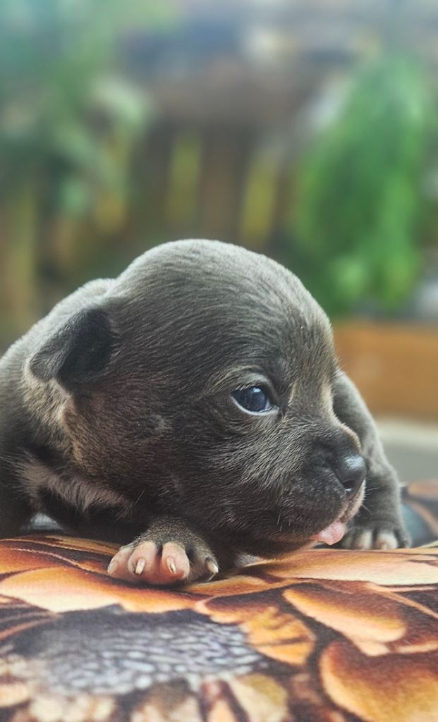 du domaine des Alunts - Chiots disponibles - Staffordshire Bull Terrier