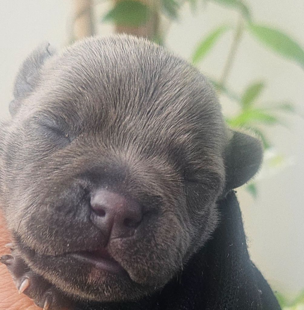 du domaine des Alunts - Chiots disponibles - Staffordshire Bull Terrier