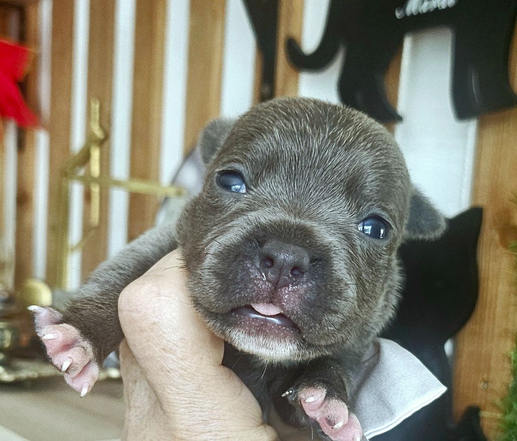 du domaine des Alunts - Chiots disponibles - Staffordshire Bull Terrier