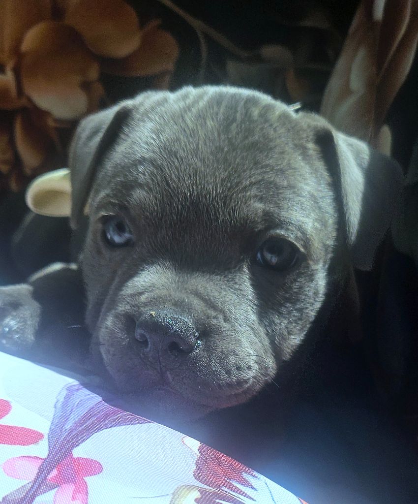 du domaine des Alunts - Chiots disponibles - Staffordshire Bull Terrier