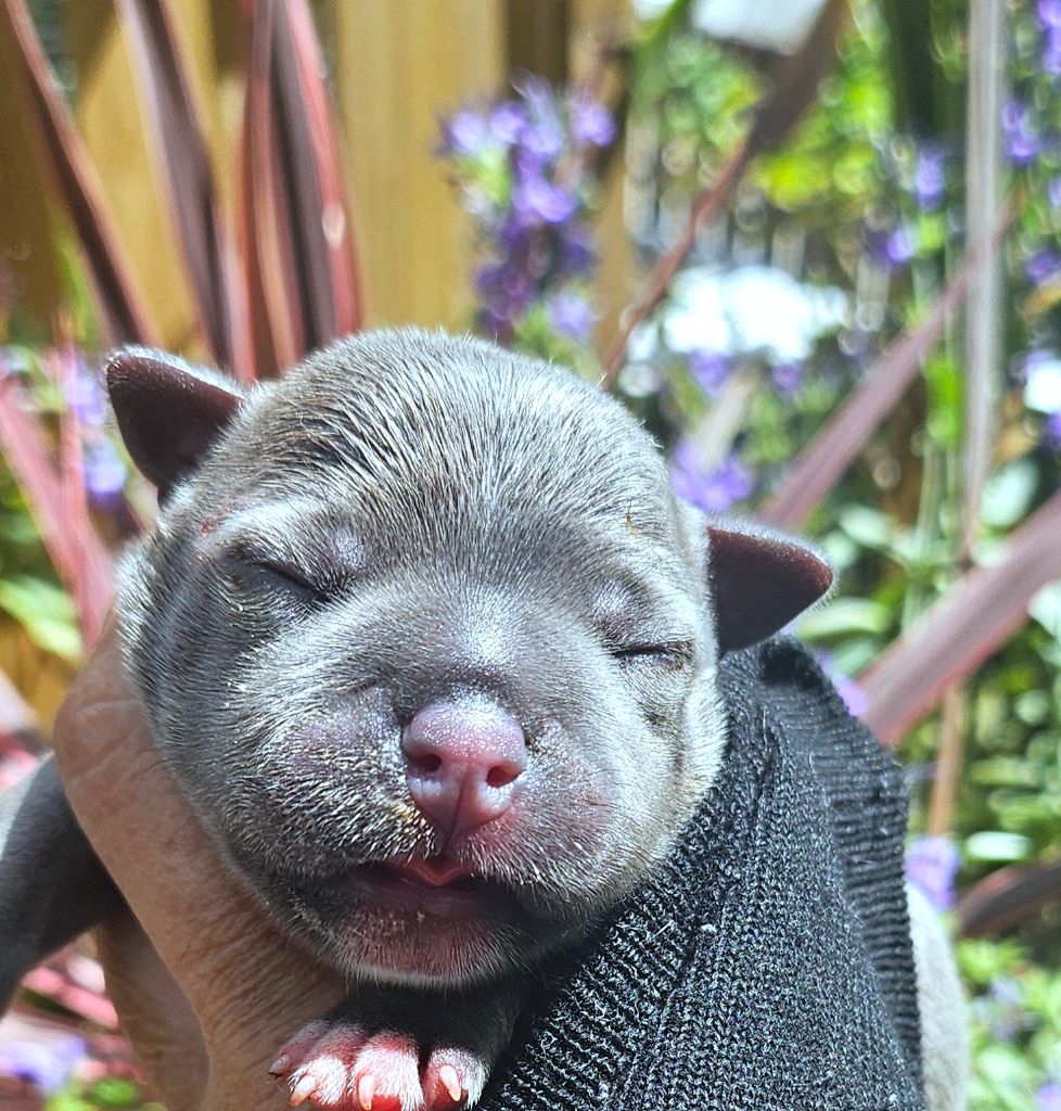 du domaine des Alunts - Chiots disponibles - Staffordshire Bull Terrier
