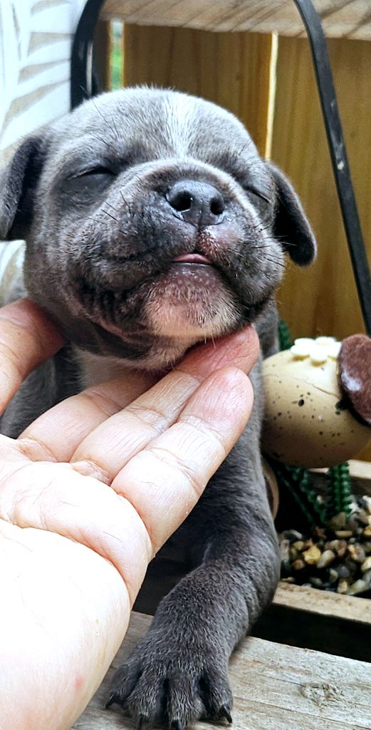 du domaine des Alunts - Chiots disponibles - Staffordshire Bull Terrier