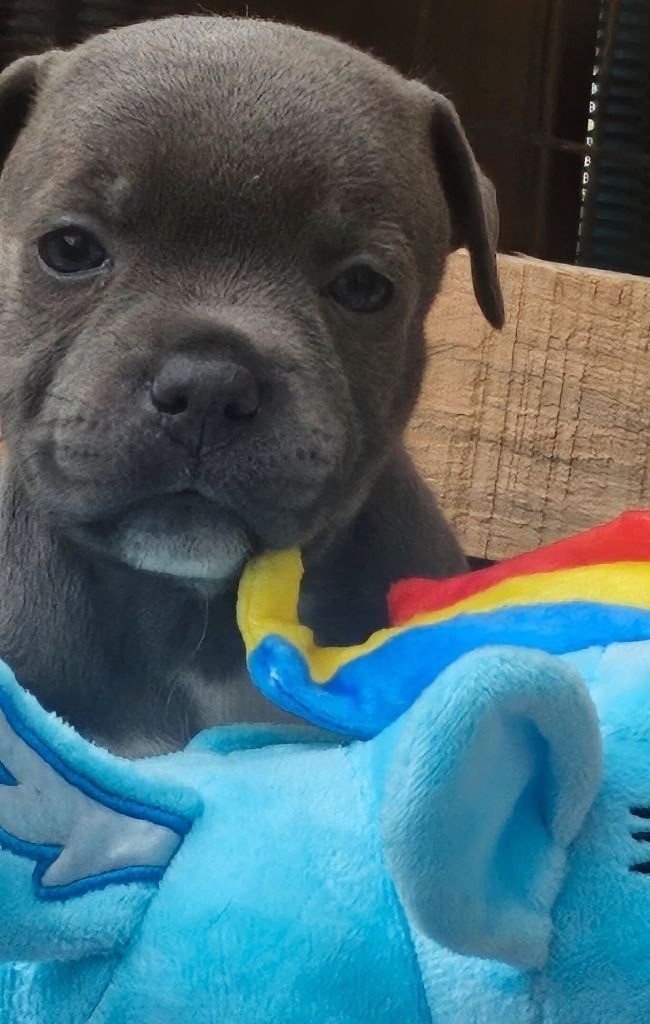 du domaine des Alunts - Chiots disponibles - Staffordshire Bull Terrier