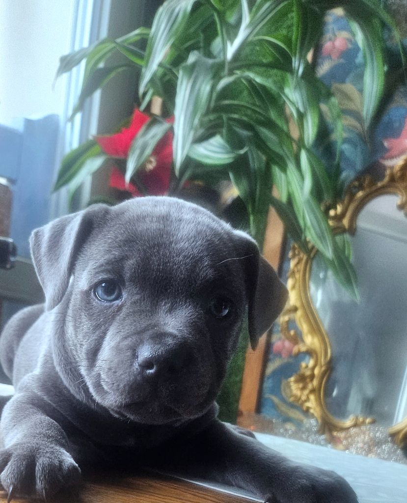 du domaine des Alunts - Chiots disponibles - Staffordshire Bull Terrier