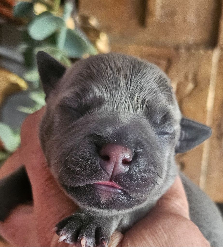 du domaine des Alunts - Chiots disponibles - Staffordshire Bull Terrier