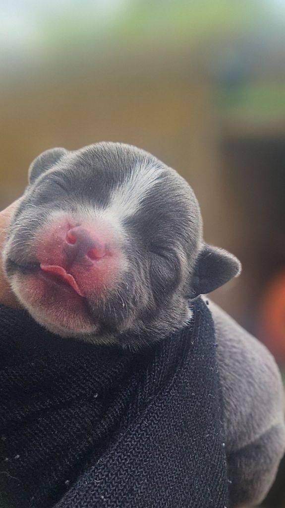 du domaine des Alunts - Chiots disponibles - Staffordshire Bull Terrier