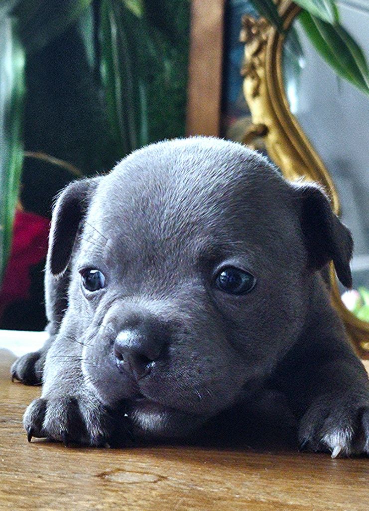 du domaine des Alunts - Chiots disponibles - Staffordshire Bull Terrier