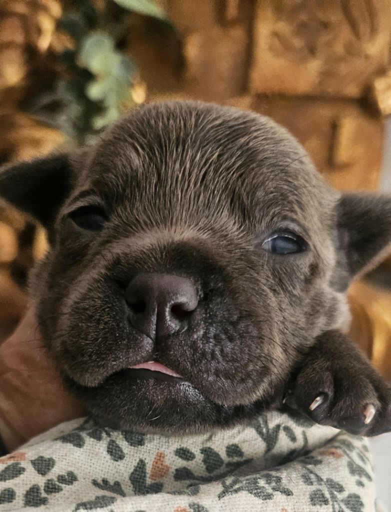 du domaine des Alunts - Chiots disponibles - Staffordshire Bull Terrier