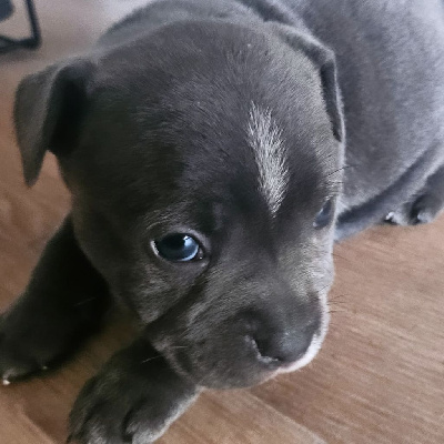 CHIOT