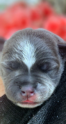 CHIOT