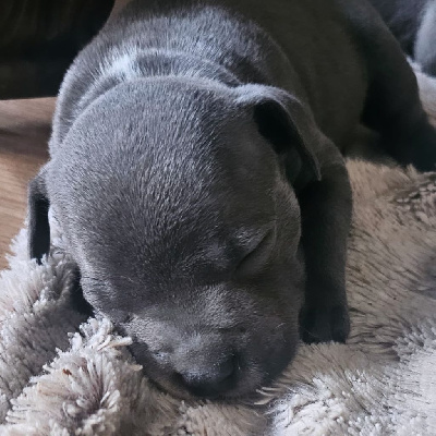 CHIOT