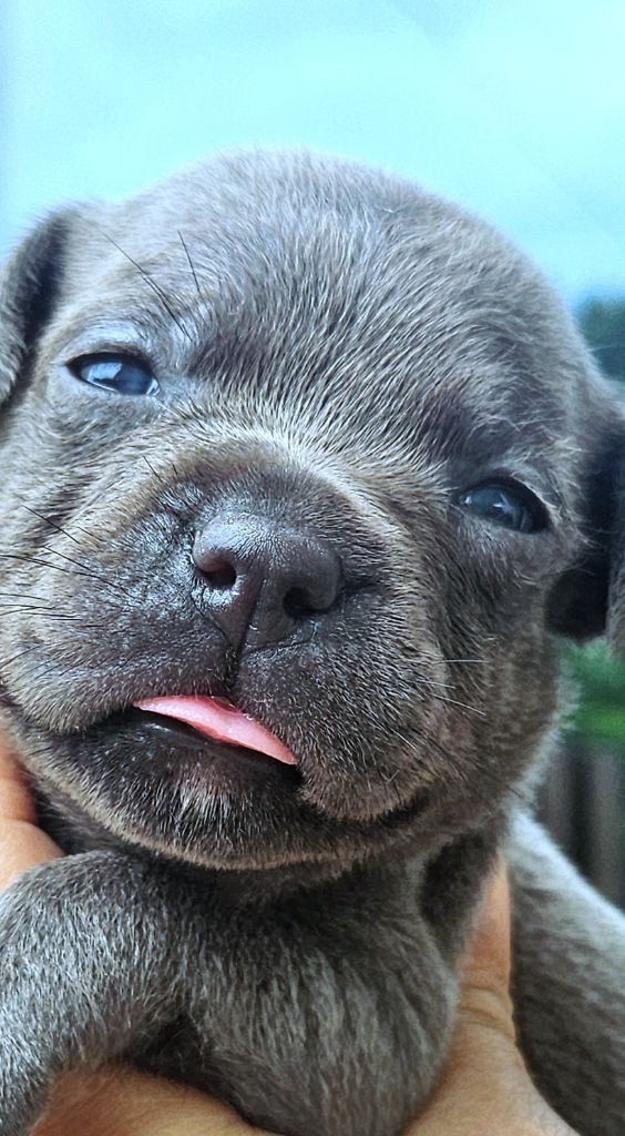 du domaine des Alunts - Chiots disponibles - Staffordshire Bull Terrier