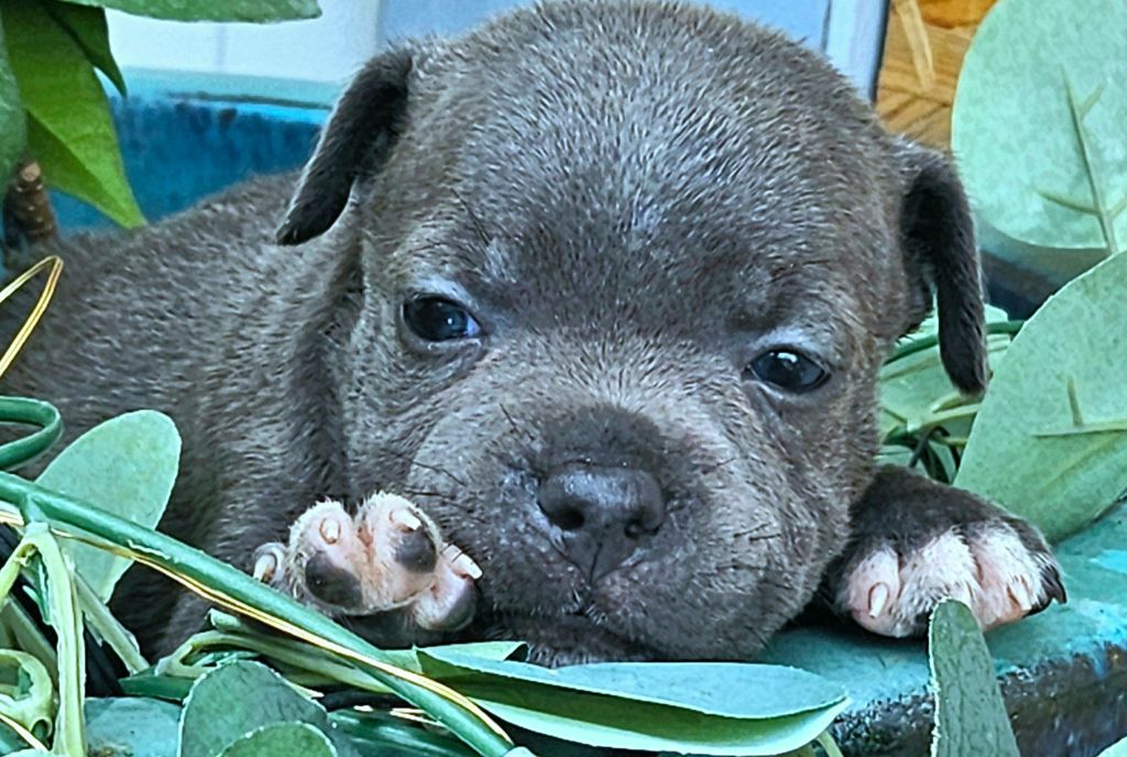 du domaine des Alunts - Chiots disponibles - Staffordshire Bull Terrier