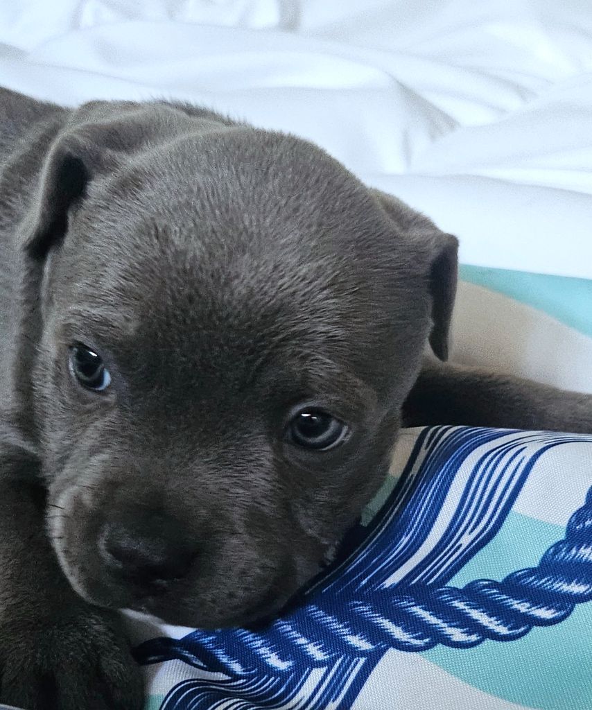 du domaine des Alunts - Chiots disponibles - Staffordshire Bull Terrier