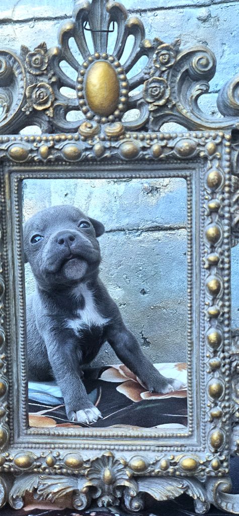 du domaine des Alunts - Chiots disponibles - Staffordshire Bull Terrier