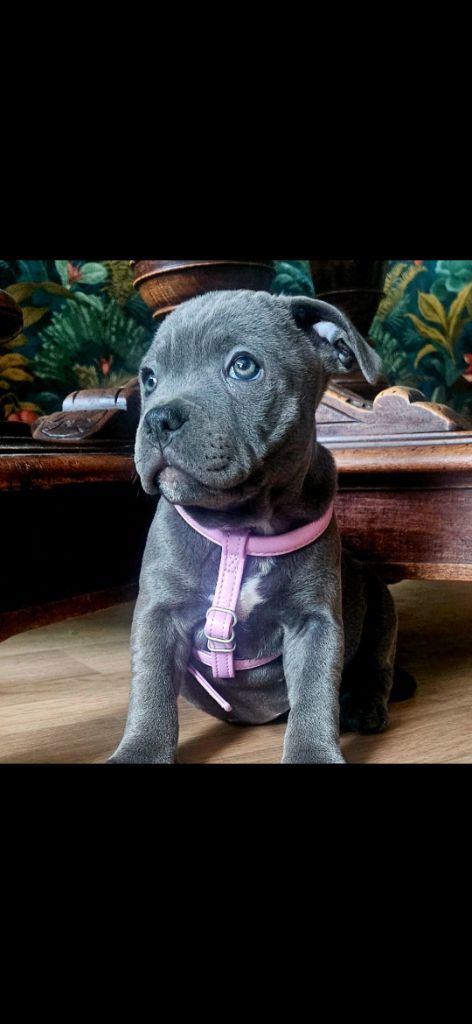 du domaine des Alunts - Chiots disponibles - Staffordshire Bull Terrier