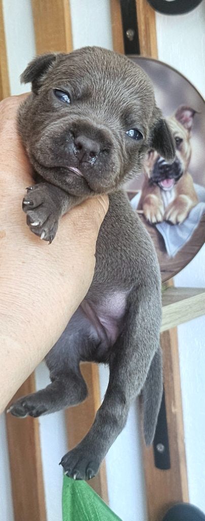 du domaine des Alunts - Chiots disponibles - Staffordshire Bull Terrier