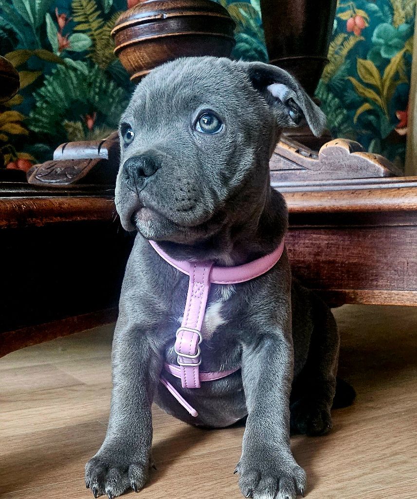 du domaine des Alunts - Chiots disponibles - Staffordshire Bull Terrier