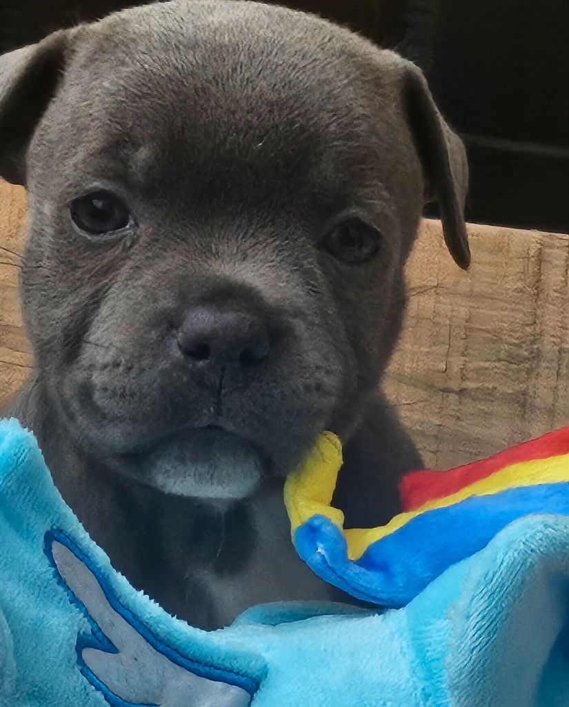 Chiot Staffordshire Bull Terrier du domaine des Alunts