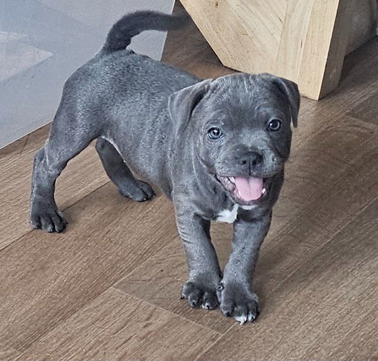 du domaine des Alunts - Chiots disponibles - Staffordshire Bull Terrier