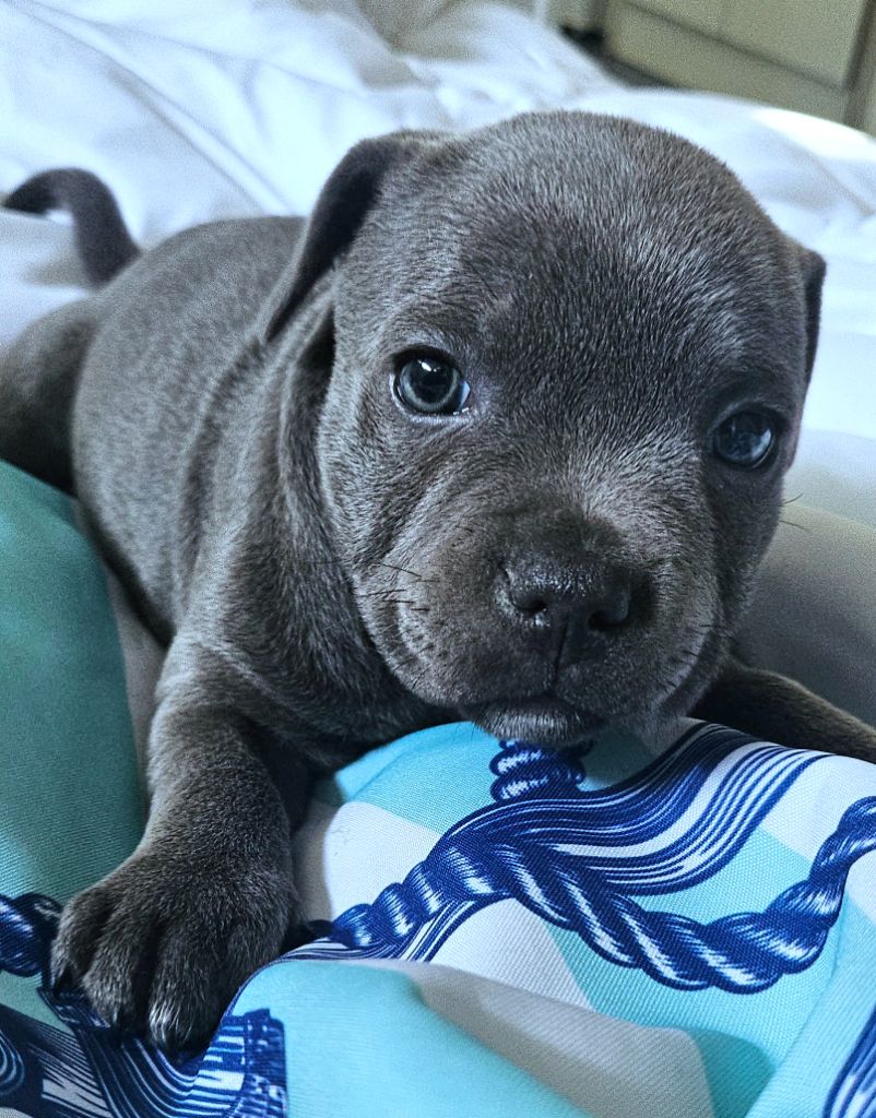 du domaine des Alunts - Chiots disponibles - Staffordshire Bull Terrier