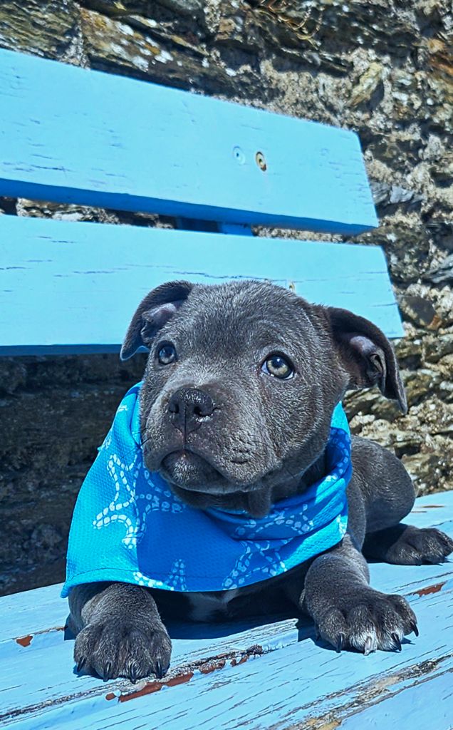 CHIOT