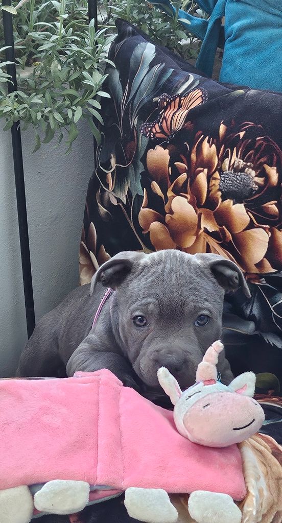 du domaine des Alunts - Chiots disponibles - Staffordshire Bull Terrier
