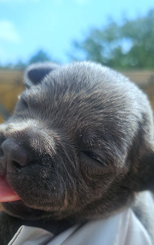 du domaine des Alunts - Chiots disponibles - Staffordshire Bull Terrier
