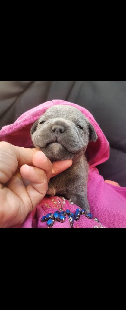 Chiot Staffordshire Bull Terrier du domaine des Alunts